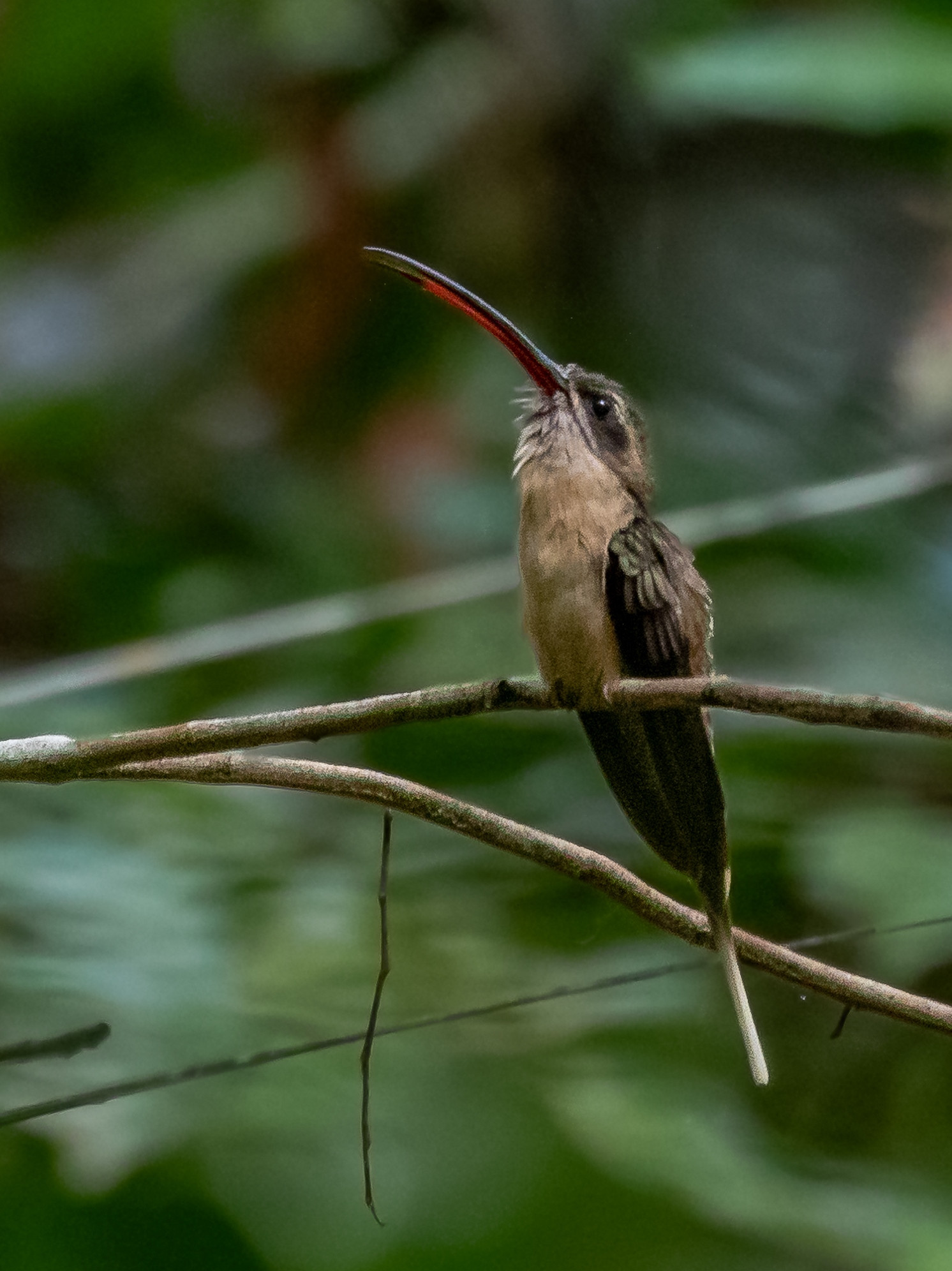 image Great-billed Hermit